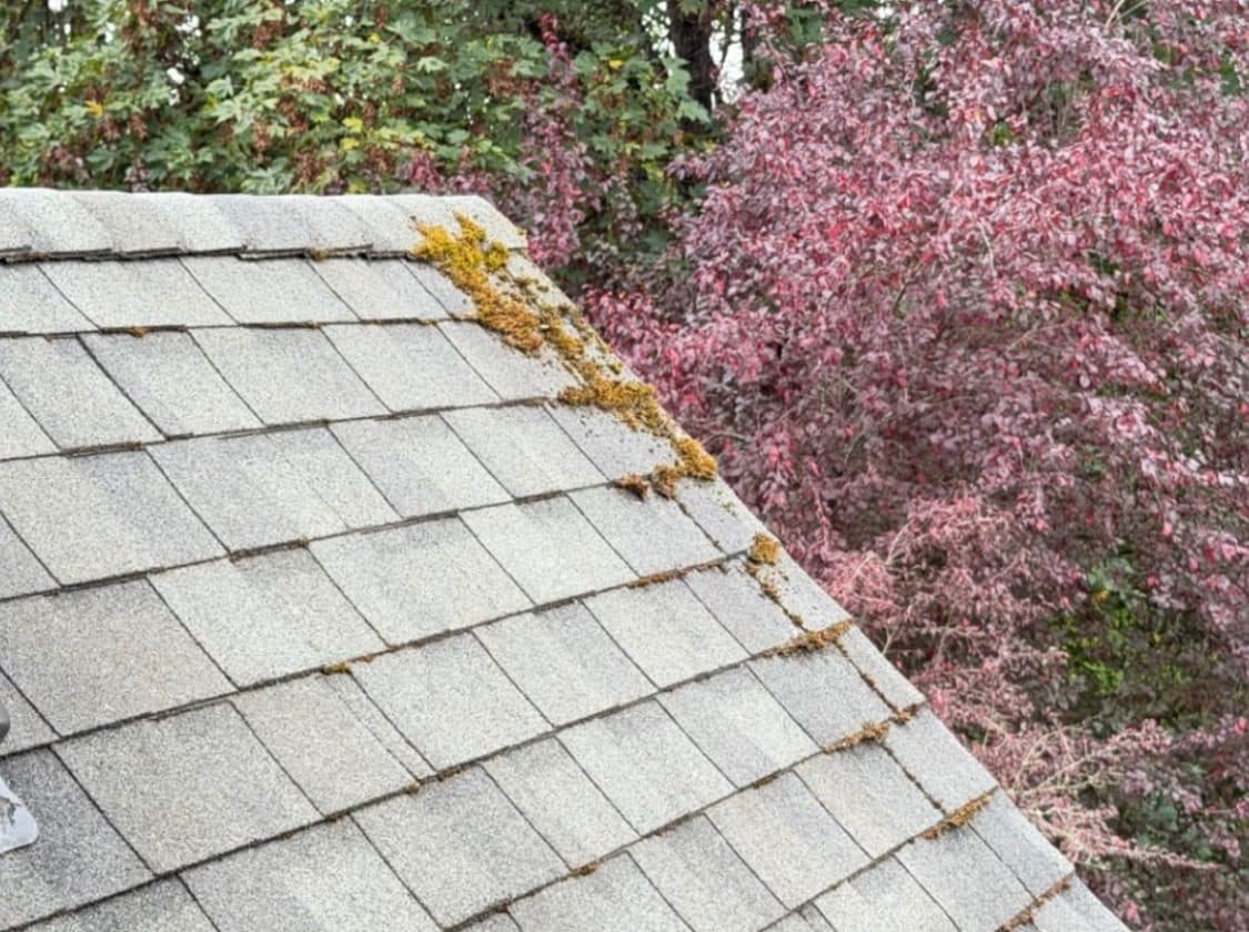 An asphalt composition shingle roof streaked black and green with algae and moss