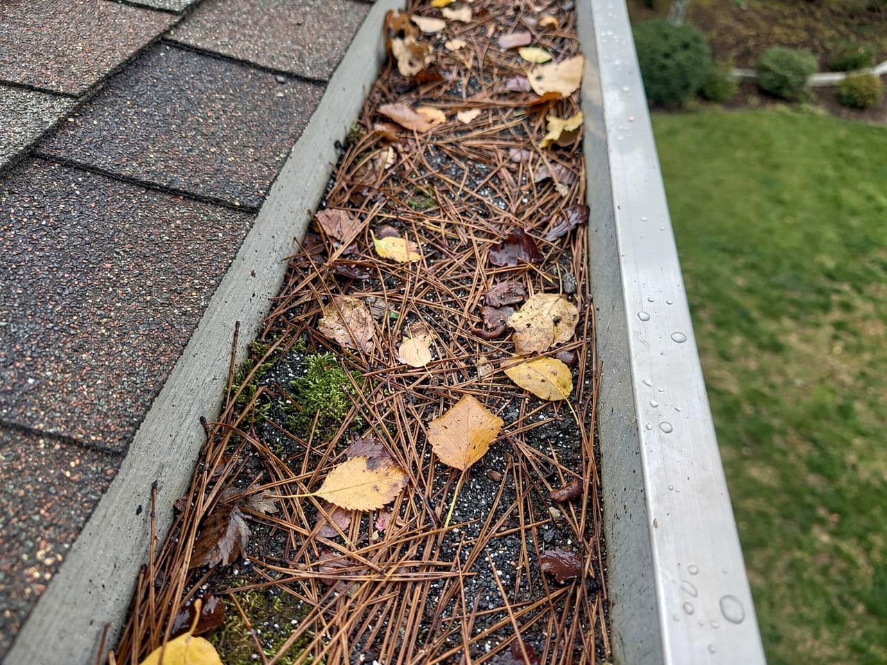 A gutter packed full of fir needles, leaves, and debris before cleaning