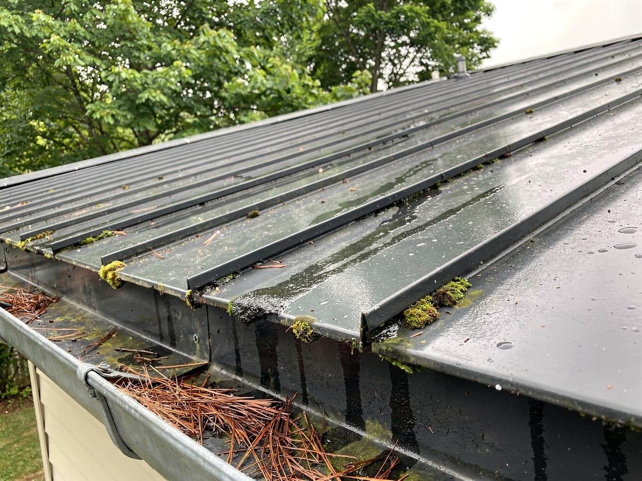 A standing-seam metal roof dulled with algae streaks and moss along the seams