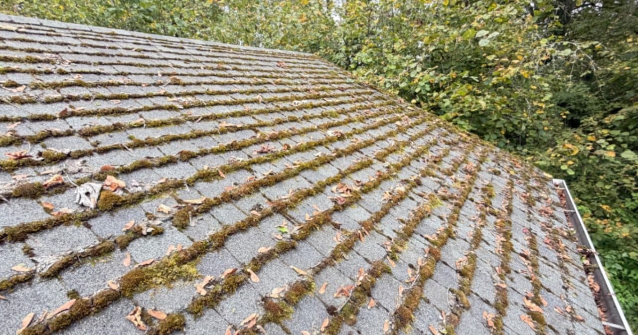Thick clumps of green moss growing along the shingle seams of a roof