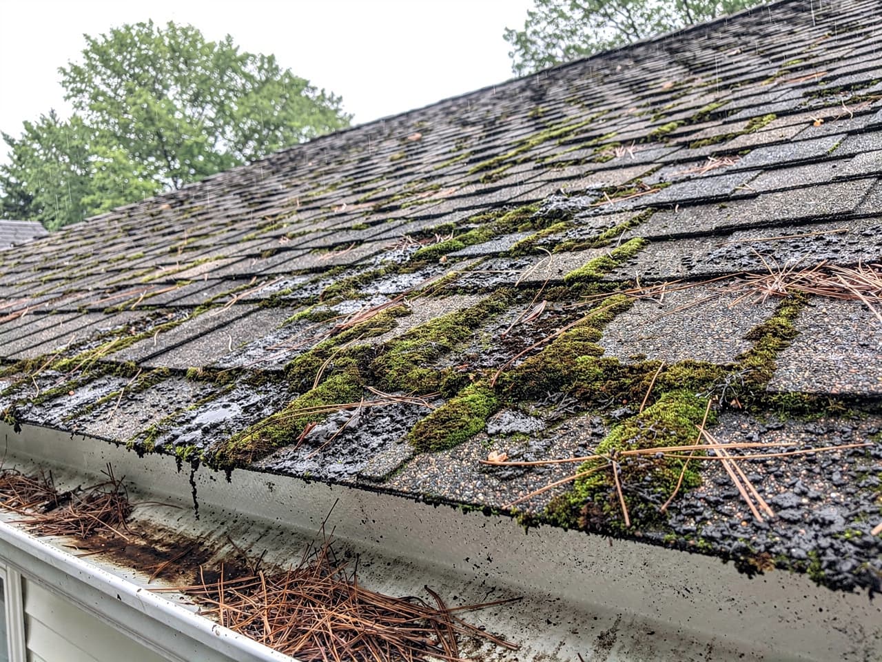 A home's roof dark with moss and black streaks before cleaning