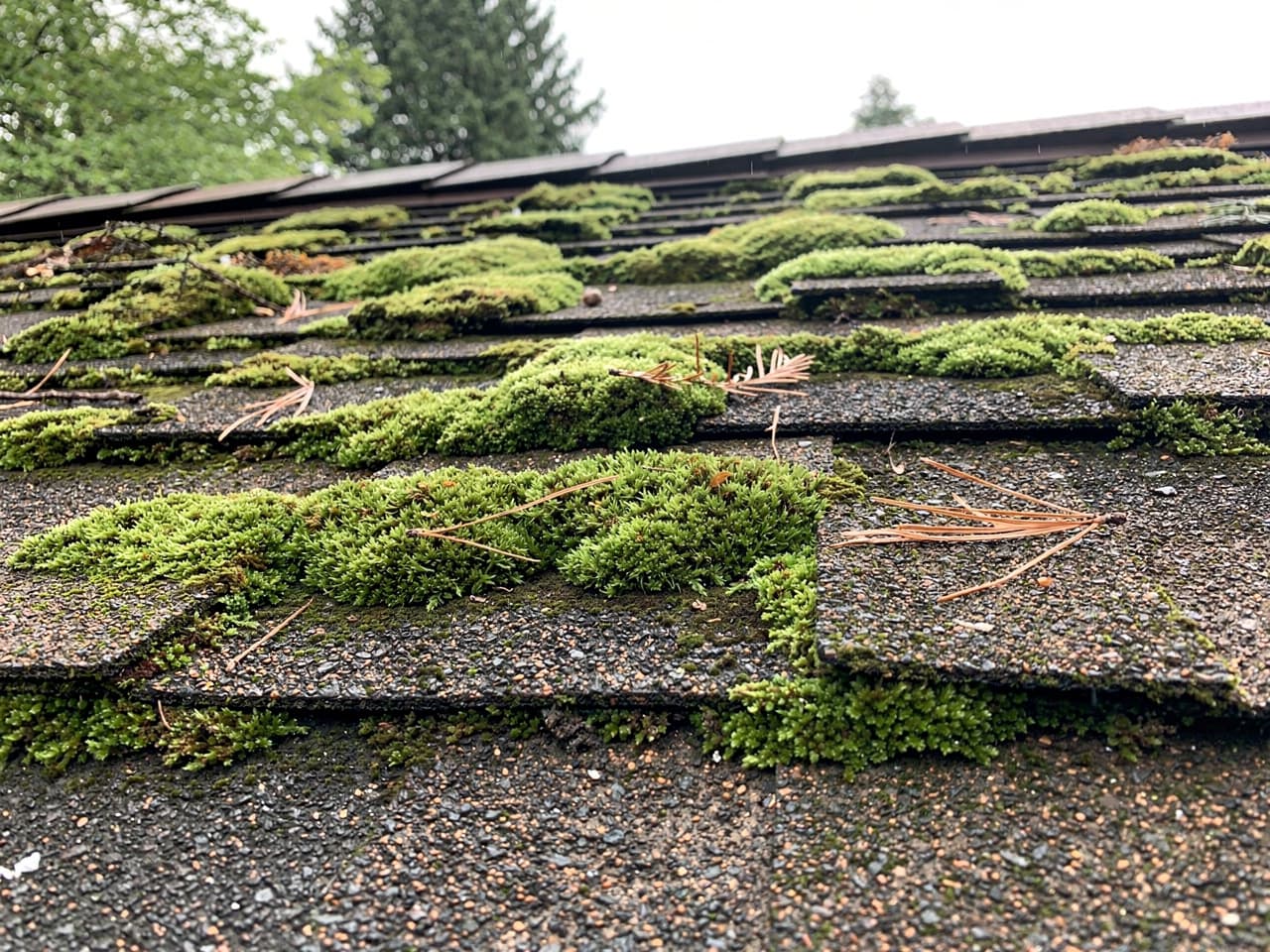 Moss Treatment results by Brisk Roof & Gutter Cleaning in the Portland–Vancouver metro
