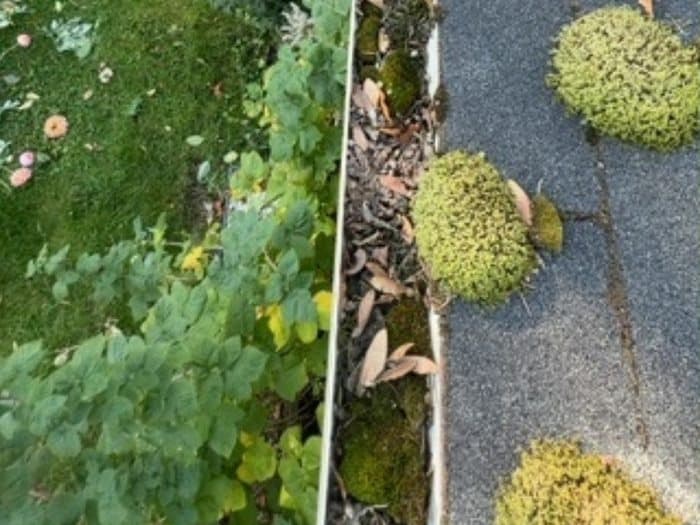 Gutter Cleaning before: A gutter packed with overgrowth emptied and flushed clean, down to the trough.