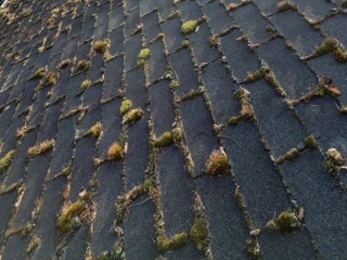 Roof Cleaning before: Years of moss and leaf debris soft-washed off a composition shingle roof.