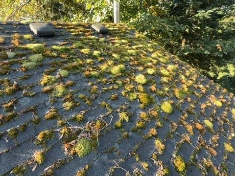 Roof Cleaning before: A leaf-covered, mossy roof washed evenly back to clean shingles.