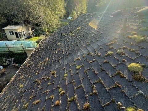 Roof Cleaning before: A full roof slope soft-washed free of moss and algae in a single visit.